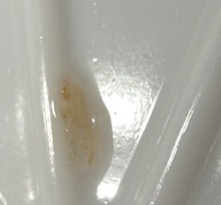 Cockroach egg case (Ootheca)