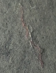 Earthworm