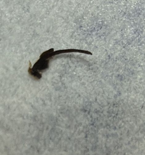 Drain Fly Larvae
