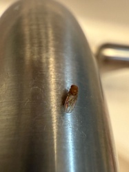 Leafhopper (likely a species of Leafhopper)