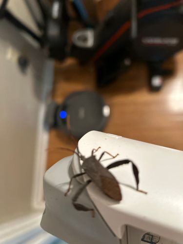 Western Conifer Seed Bug