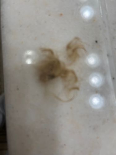 Carpet Beetle (Larvae)