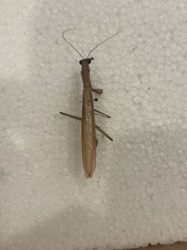 Praying Mantis (likely a European Mantis or a Stagmomantis species)