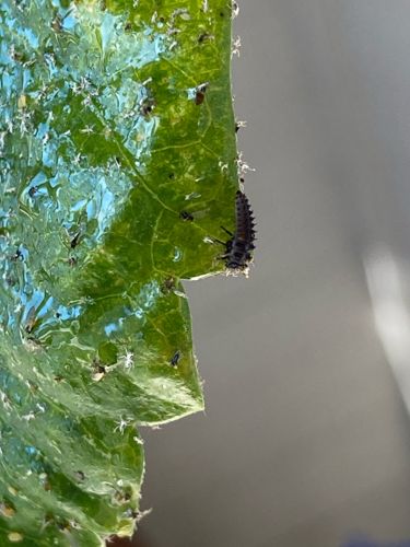 Ladybug Larva