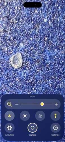 Brown Marmorated Stink Bug (nymph stage)