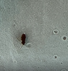 Sawtoothed Grain Beetle