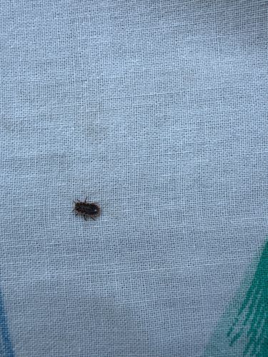 Carpet Beetle (likely Varied or Black Carpet Beetle)