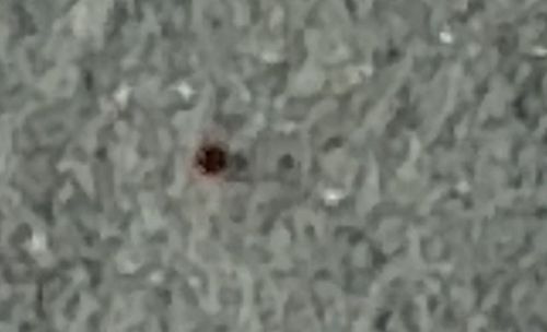 Carpet Beetle (specifically the Varied Carpet Beetle)