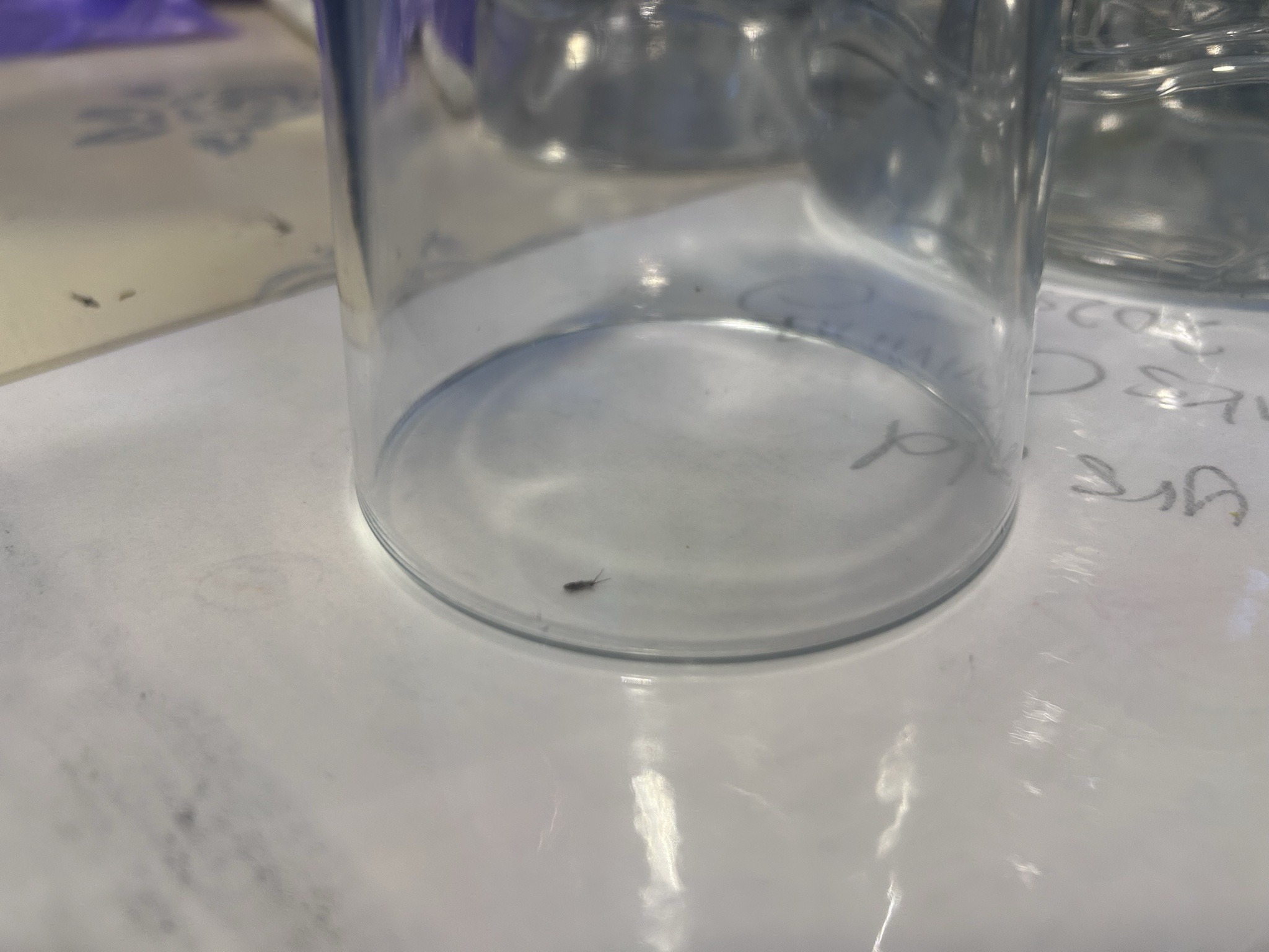Springtail