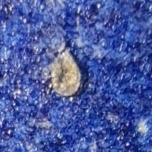 Pharaoh Ant (Incipient Worker or Larva Case)