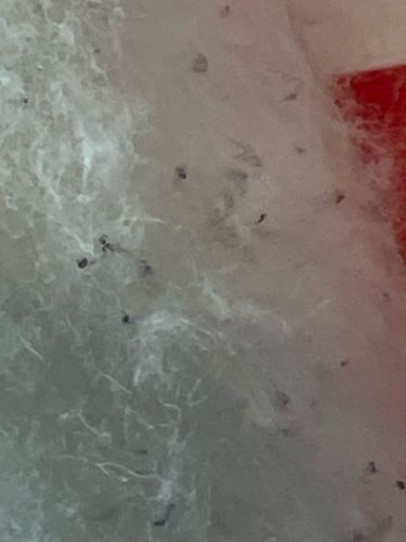 Mold Mites / Dust Mites