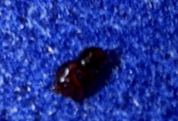 Cigarette Beetle (often confused with the very similar Drugstore Beetle)