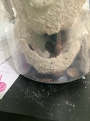 Mealworm (Darkling Beetle larvae)