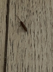 Casebearer moth (likely a Clothes Moth relative)