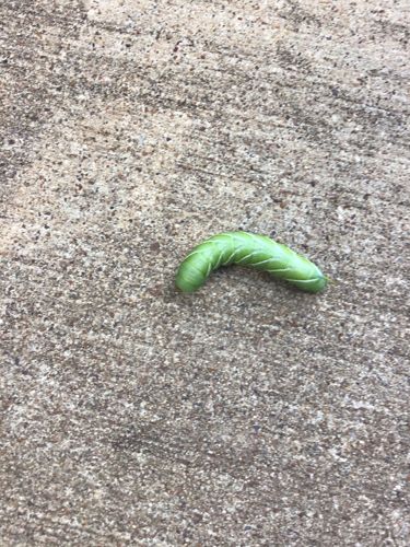 Tobacco Hornworm (larva)