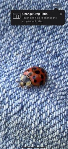 Ladybug (or Ladybird beetle)