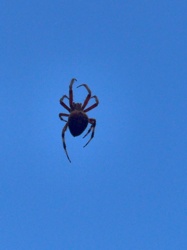 Orb Weaver Spider