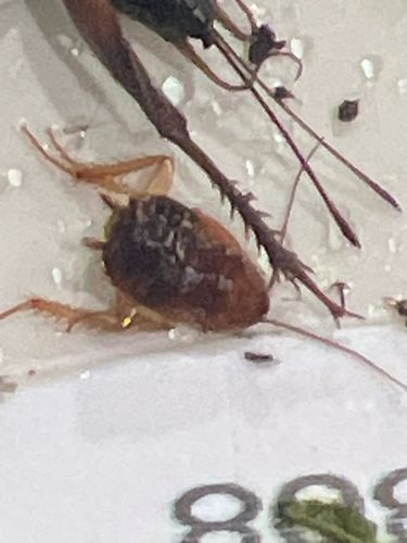 German Cockroach Nymph
