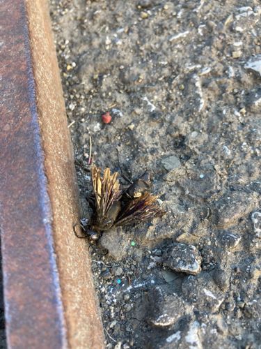 Skipper (likely a Grass Skipper)