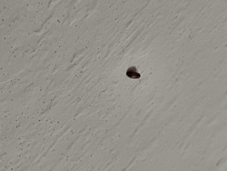 Brown recluse spider