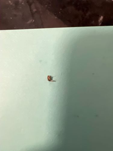 Cockroach (likely German Cockroach or American Cockroach nymph)