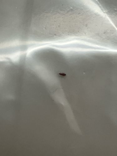 Booklouse (or Psocid)