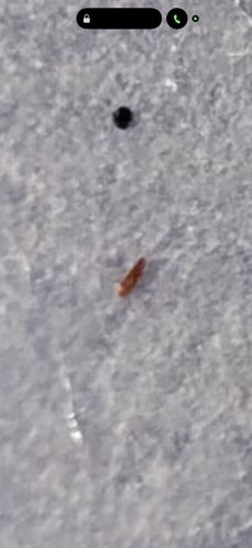 Cat Flea (or general flea species)