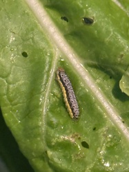 Cabbage White Butterfly larva (Cabbage Worm)