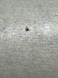 Thrips (likely a very small species)