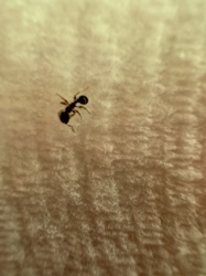 Ant (most likely Pavement Ant or a similar small black ant)
