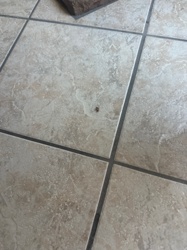 Carpet Beetle (likely Varied Carpet Beetle or Black Carpet Beetle)