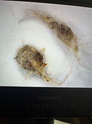 Household Casebearer, Plaster Bagworm