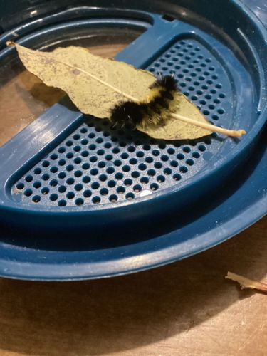 Woolly Bear Caterpillar