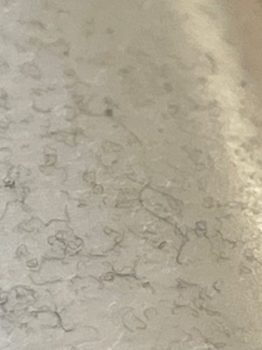 Not identifiable as an insect or bug. Appears to be fibrous debris (e.g., hair, lint, dust bunnies).