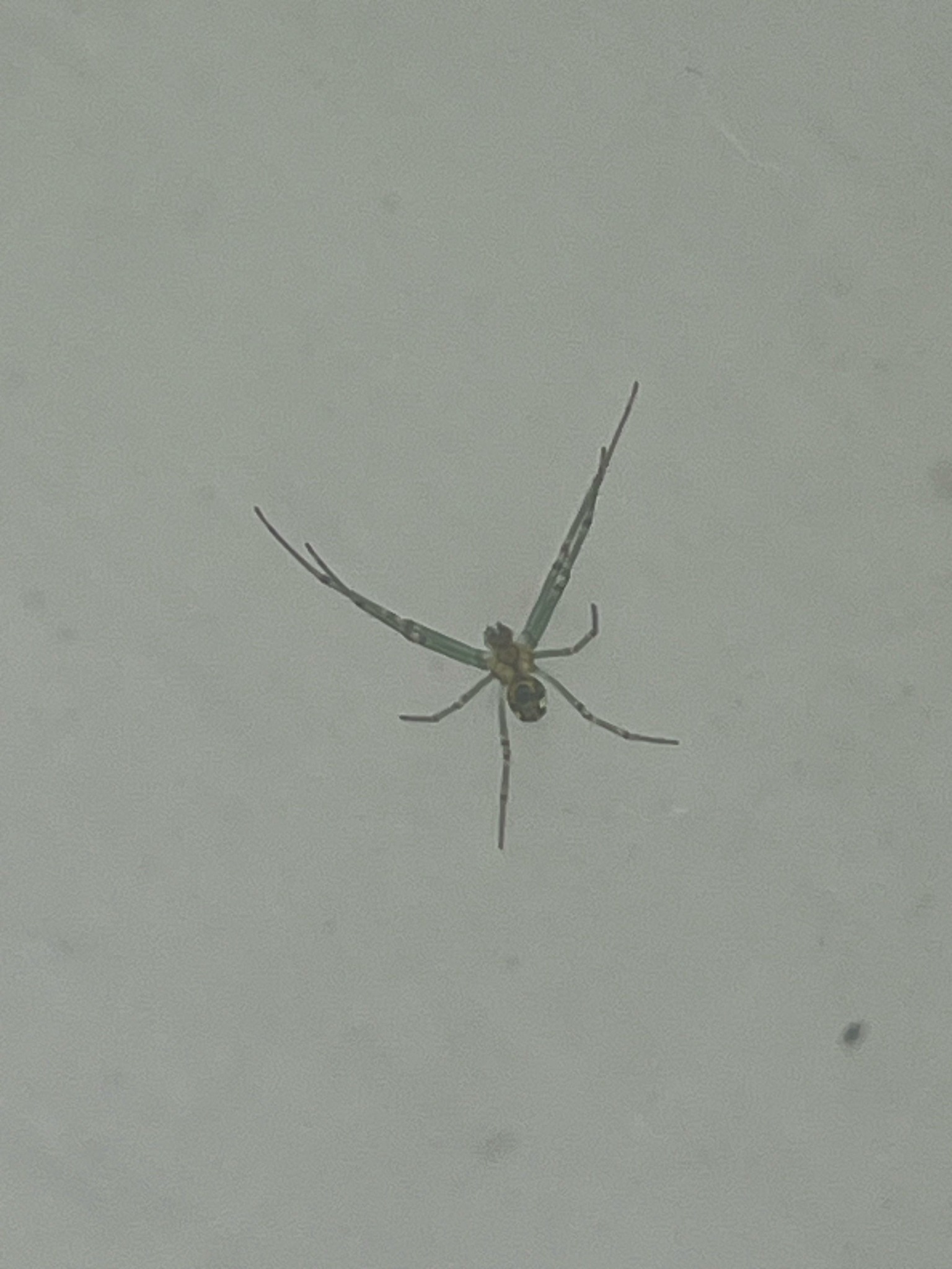Orchard Spider