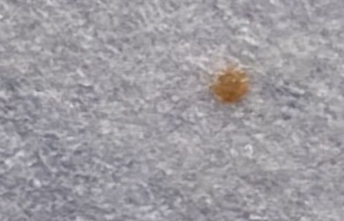 Bird Mite