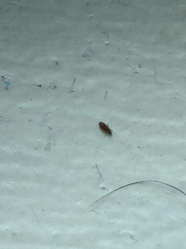 Sawtoothed Grain Beetle