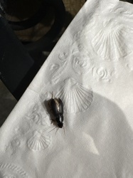 Click Beetle (possibly Eyed Click Beetle or a similar species)