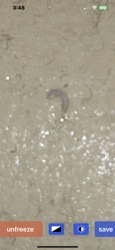 Springtail