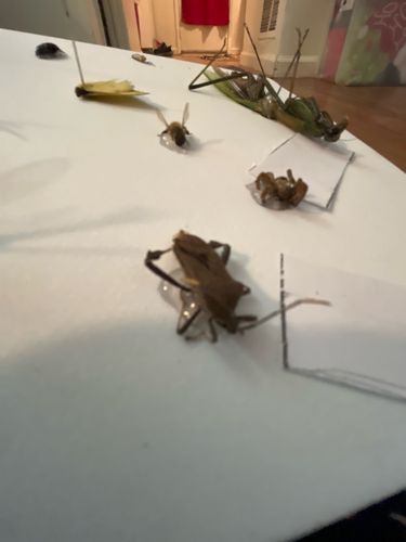 Brown Marmorated Stink Bug