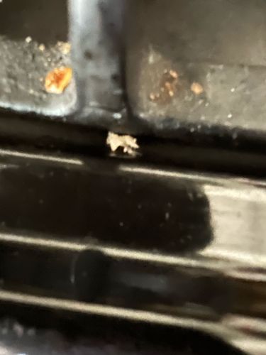 It is not possible to identify the bug from the provided image. The image is too blurry and the subject is not clear enough for a definitive identification.