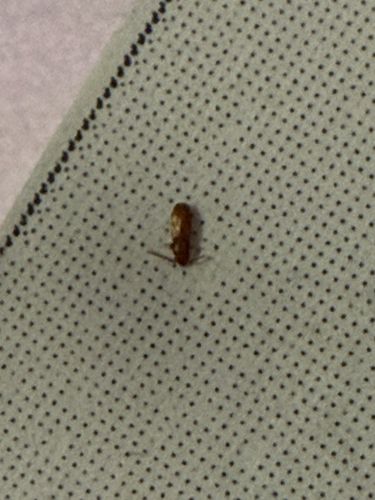 Sawtoothed Grain Beetle