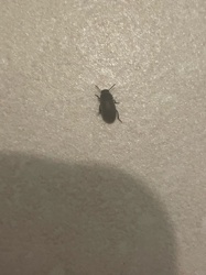 Darkling Beetle (possibly a Mealworm Beetle)