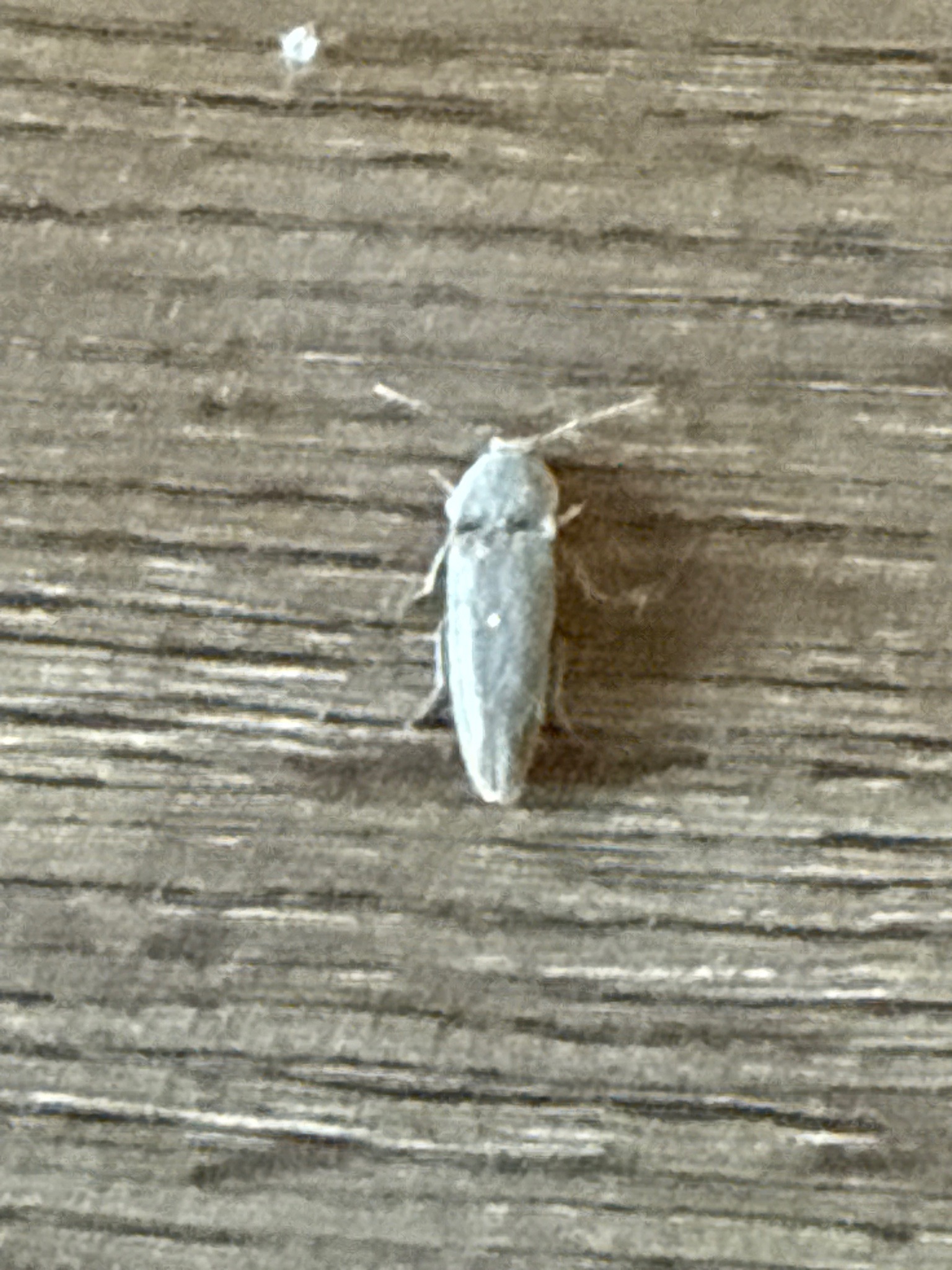 Click Beetle