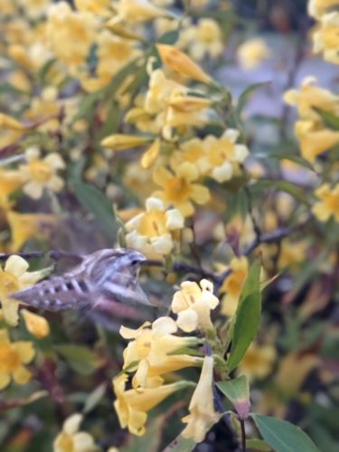 White-lined Sphinx Moth