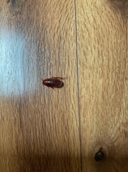 German Cockroach