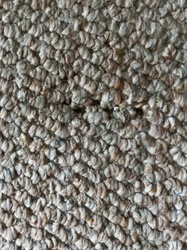 Carpet Beetle (appears to be a larval stage or a small hole/damage caused by one)