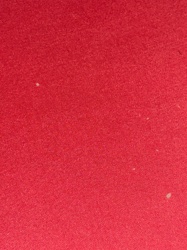 Carpet Beetle (likely Varied Carpet Beetle or Black Carpet Beetle larva)