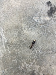 Bagworm Larva (case-bearing caterpillar)