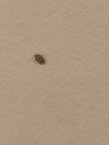 Varied Carpet Beetle